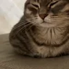 Video sticker 🐾 гифки кот�...