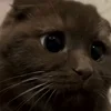 Video sticker 🐾 гифки кот�...
