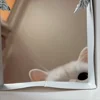 Video sticker 🐾 гифки кот�...