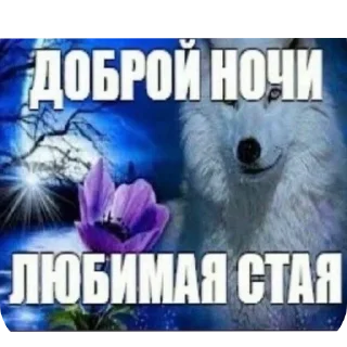 Video sticker 🖼 шакалы | @bukaaa18