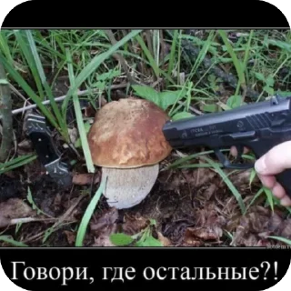 Telegram sticker 🌱 шакалы | @bukaaa18