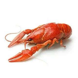 Telegram sticker 🐞 шакалы | @bukaaa18