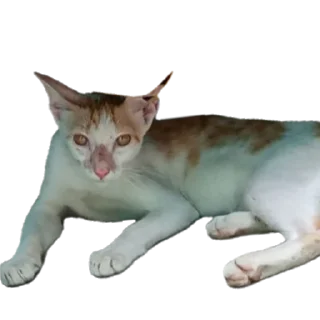 Video sticker 🐱 Call put