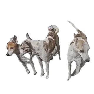 Video sticker 🐎 Call put