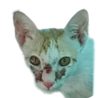 Video sticker 🐱 Call put