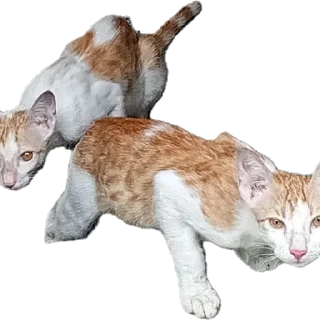 Sticker 🐱 Call put