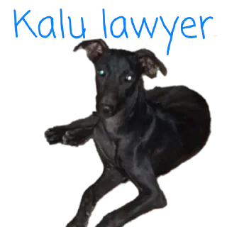 Telegram stiker 🐶 Call put