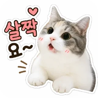 Video sticker 🐱 불장제발by@lmslms1004