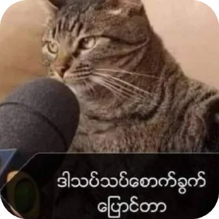 Telegram sticker 🐱 William's custom