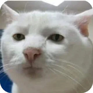 Telegram sticker 🐱 William's custom