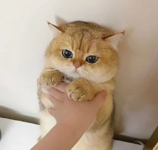 Video sticker 😾 تجميعات قطط :: @fStikBot