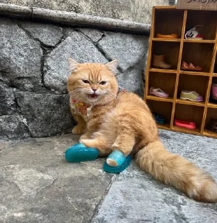 Video sticker 😾 تجميعات قطط :: @fStikBot