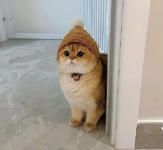 Телеграм стикер 😾 تجميعات قطط :: @fStikBot