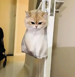 Телеграм стикер 🌟 تجميعات قطط :: @fStikBot