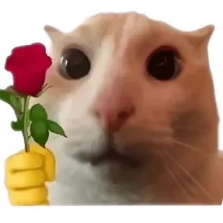 Telegram sticker 🐱 meowmeow😍😍