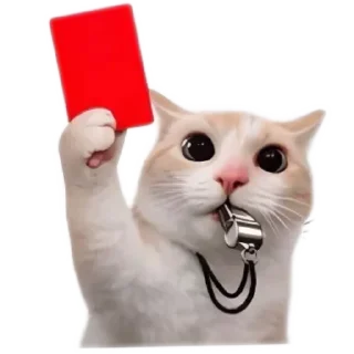 Video sticker 🐱 meowmeow😍😍