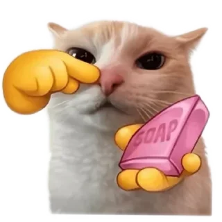 Video sticker 🐱 meowmeow😍😍