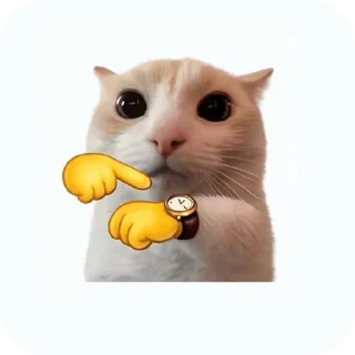 Video sticker 🐱 meowmeow