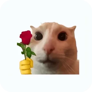 Telegram sticker 🐱 meowmeow