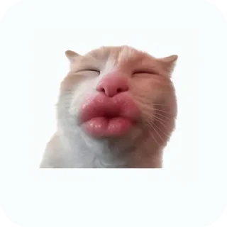 Telegram sticker 🐱 meowmeow