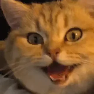 Video sticker 😊 @English_chatting_group21 :: @fStikBot