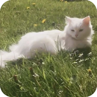 Telegram stiker 🐈 Больше стиков тут: @stikery4