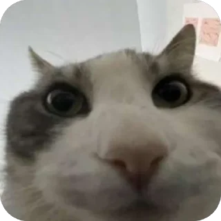 Telegram sticker 🐘 @m7zrr