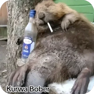 Telegram sticker 🍼 @m7zrr