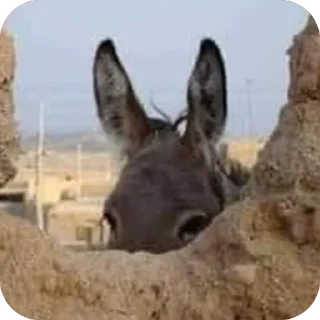 Video sticker 👽 @m7zrr