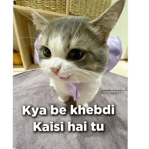 Telegram stiker 🐱 Shubh [ @Shubh_FtG ]
