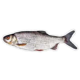 Video sticker 🐟 @yaziktembot <--- стикеры тут