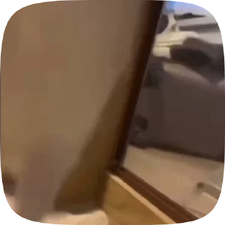 Video sticker 🦘 Больше стиков тут: @stikery4