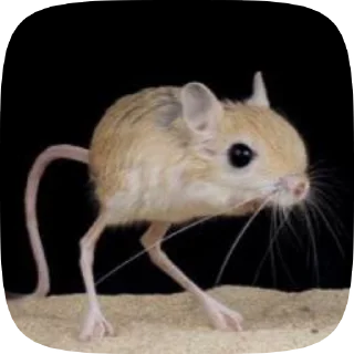 Video sticker 🦘 Больше стиков тут: @stikery4