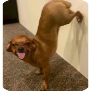Telegram stiker 🐶 Mamacita