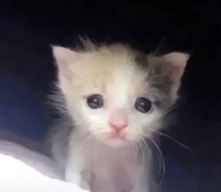 Telegram sticker 😭 mimimi