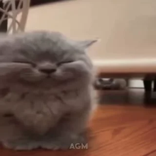 Video sticker ☺️ mimimi