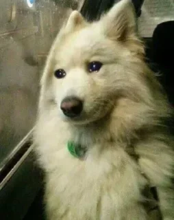 Telegram sticker 🐾 @ryukshinigamiub's kang pack vol.1