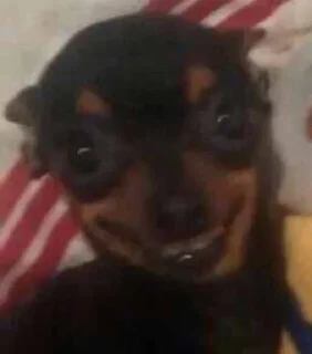 Telegram sticker 😀 Moy pack