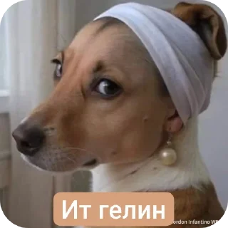 Telegram sticker 🐶 https://t.me/addsti:: Билял