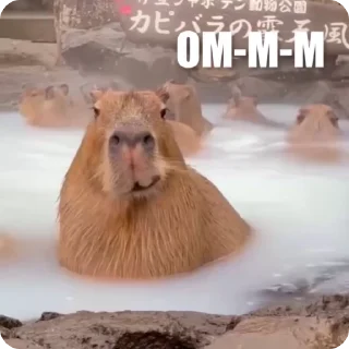 Video sticker 🤨 Больше стиков тут: @stikery4