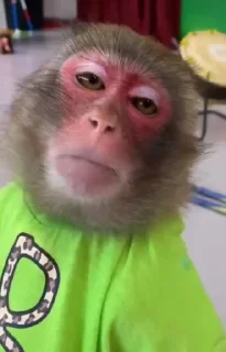 Video sticker 🫤 Мавпи @Arthur5414