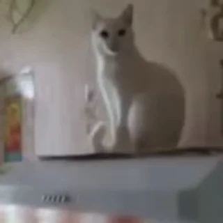 Video sticker 🤝 Test