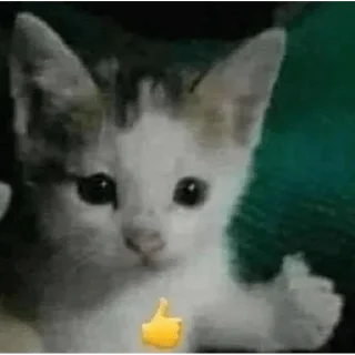 Telegram sticker 👍 بسبس