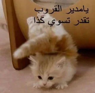 Video sticker 😞 بسبس
