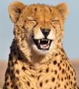 Telegram stiker 😆 Animolz)