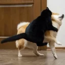 Telegram sticker 😡 Animolz