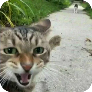 Sticker 🤣 ꧁࿈webadas࿈꧂