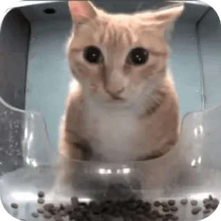 Video sticker 🐱 ꧁࿈webadas࿈꧂