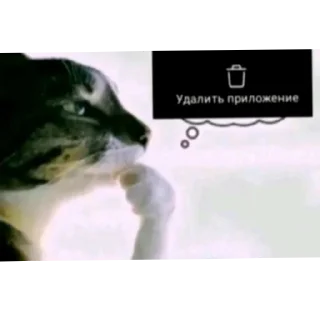 Телеграм стикер 🐶 Тик ток фото