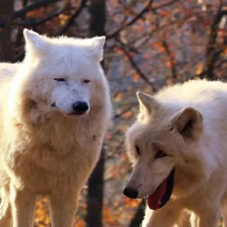 Video sticker 😝 ..